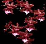 IN SPIKE - Oncidium Sharry Baby ‘Sweet Fragrant’ (3.5” Pot)