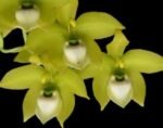 IN BUD Cycnoches chlorochilon 'Giant Swan' × Cyc. warscewiczit (2.5” pot)