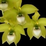 IN BUD Cycnoches chlorochilon 'Giant Swan' × Cyc. warscewiczit (2.5” pot)