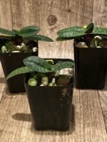 Paph. Wössner China Moon (armeniacum x hangianum) (2” pot) - Image 3