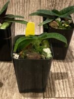 Paph. Wössner China Moon (armeniacum x hangianum) (2” pot) - Image 5