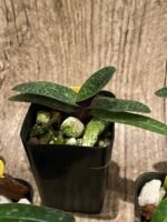 Paph. Wössner China Moon (armeniacum x hangianum) (2” pot) - Image 7