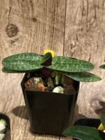 Paph. Wössner China Moon (armeniacum x hangianum) (2” pot) - Image 8