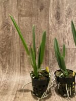 Bc. Yellow Bird (Richard Mueller × B. nodosa) Blooming Size (3” basket) - Image 4