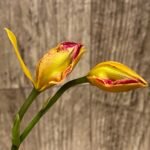 In Bud Sergioara Hsinying Free Trick 'Sunrise' (Rth. Tzeng Wen Frew x Ett. Volcano Trick) (2.5” Pot)