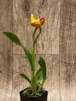 In Bud Sergioara Hsinying Free Trick 'Sunrise' (Rth. Tzeng Wen Frew x Ett. Volcano Trick) (2.5” Pot) - Image 2