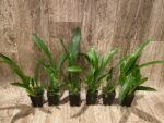 Aliceara Hilo Ablaze ‘Hilo Gold’ HCC/AOS (BS, 2.5” pot) - Image 3