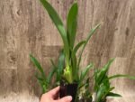 Aliceara Hilo Ablaze ‘Hilo Gold’ HCC/AOS (BS, 2.5” pot) - Image 7