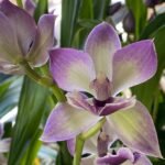 DOUBLE SPIKE- Zygonisia Cynosure ‘Blue Birds’ (3.5” pot)