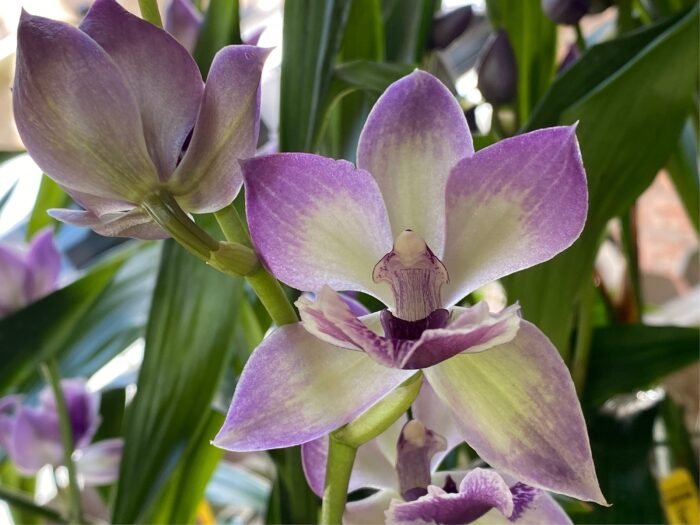 DOUBLE SPIKE- Zygonisia Cynosure ‘Blue Birds’ (3.5” pot) - Image 1
