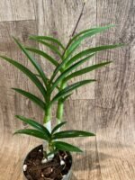 IN SPIKES Dendrobium Tsiku Jesulin (Den. Blue Twinkle × Den. johannis) (3.5” Pot) - Image 5