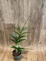 IN SPIKES Dendrobium Tsiku Jesulin (Den. Blue Twinkle × Den. johannis) (3.5” Pot) - Image 6