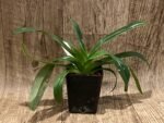 Paph. lowii (3.5” pot) - Image 4