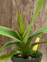 IN SPIKE  - Phrag. Don Wimber (4.5" pot) - Image 2