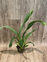Alcra. Pacific Nova ‘Okika’ (3.5” pot) - Image 4