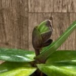 In Spike/Bud - Paph. Quintals Ruby (2” pot)