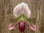 IN BLOOM Paph. Maudiae Pink (3.5” Pot) - Image 2