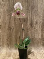 IN BLOOM Paph. Maudiae Pink (3.5” Pot) - Image 4