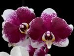Phalaenopsis JC Stars Shining "JCA108" (4.5" pot) - Image 2