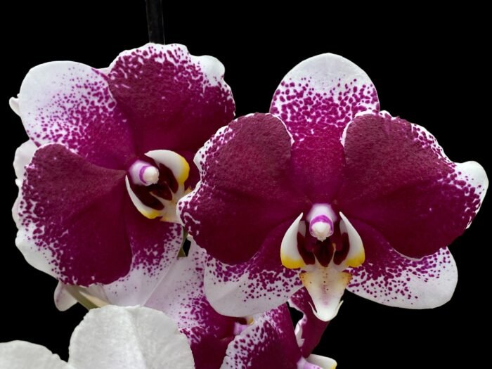 Phalaenopsis JC Stars Shining "JCA108" (4.5" pot) - Image 2
