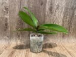 Phalaenopsis JC Stars Shining "JCA108" (4.5" pot) - Image 4