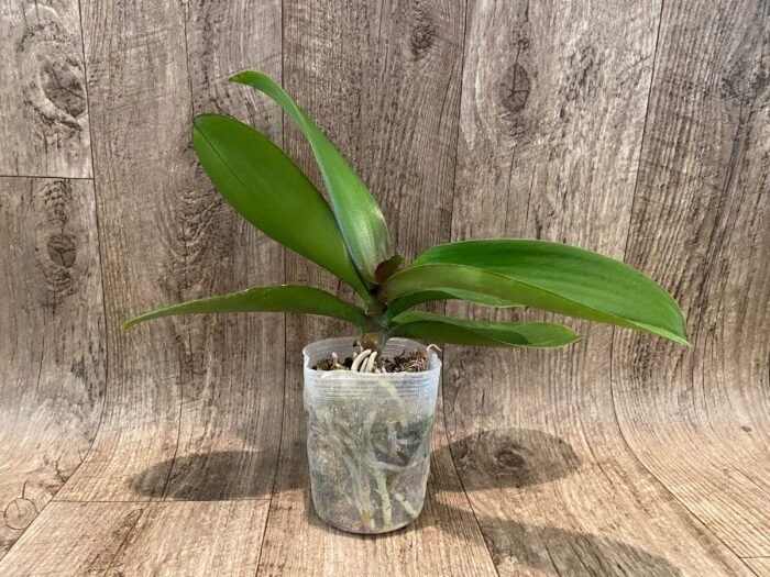 Phalaenopsis JC Stars Shining "JCA108" (4.5" pot) - Image 4