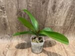 Phalaenopsis JC Stars Shining "JCA108" (4.5" pot) - Image 5