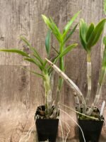 Dendrobium Bunara Snow (3.5” pot) - Image 5