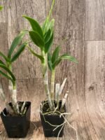 Dendrobium Bunara Snow (3.5” pot) - Image 8