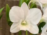 Dendrobium Bunara Snow (3.5” pot)