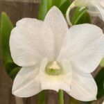 Dendrobium Bunara Snow (3.5” pot)