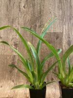 IN SPIKE Miltoniopsis Rene Komoda 'Pacific Clouds' (3.5" Pot) - Image 4