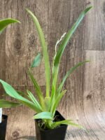 IN SPIKE Miltoniopsis Rene Komoda 'Pacific Clouds' (3.5" Pot) - Image 6