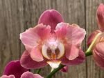 Phalaenopsis Large I-Hsin Fantasist Half Peloric (4.5" pot) - Image 2