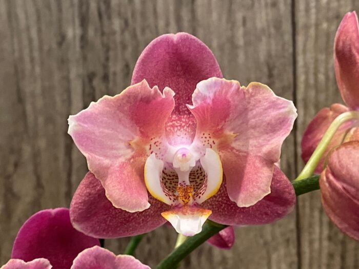 Phalaenopsis Large I-Hsin Fantasist Half Peloric (4.5" pot) - Image 2