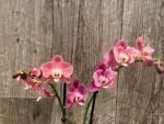 Phalaenopsis Large I-Hsin Fantasist Half Peloric (4.5" pot) - Image 4