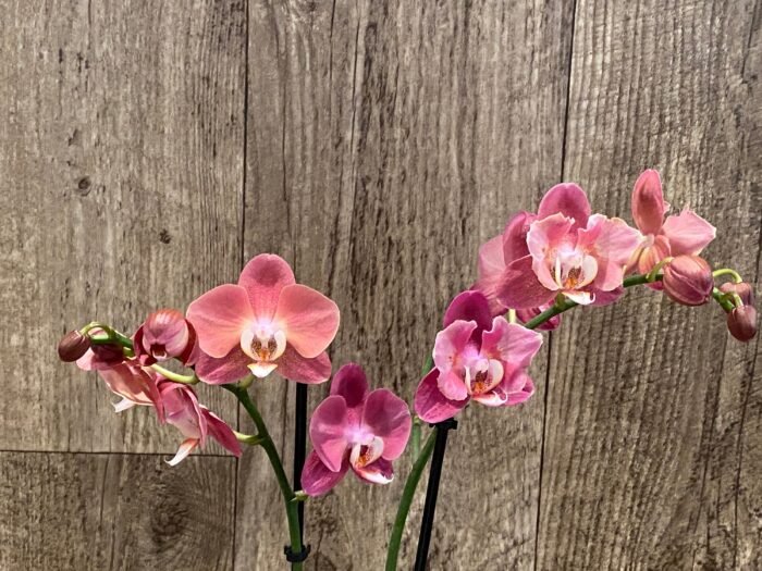 Phalaenopsis Large I-Hsin Fantasist Half Peloric (4.5" pot) - Image 4