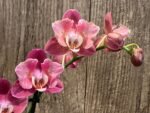Phalaenopsis Large I-Hsin Fantasist Half Peloric (4.5" pot) - Image 5