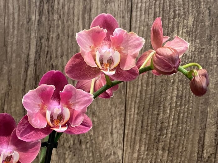 Phalaenopsis Large I-Hsin Fantasist Half Peloric (4.5" pot) - Image 5
