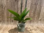 Phalaenopsis Large I-Hsin Fantasist Half Peloric (4.5" pot) - Image 10