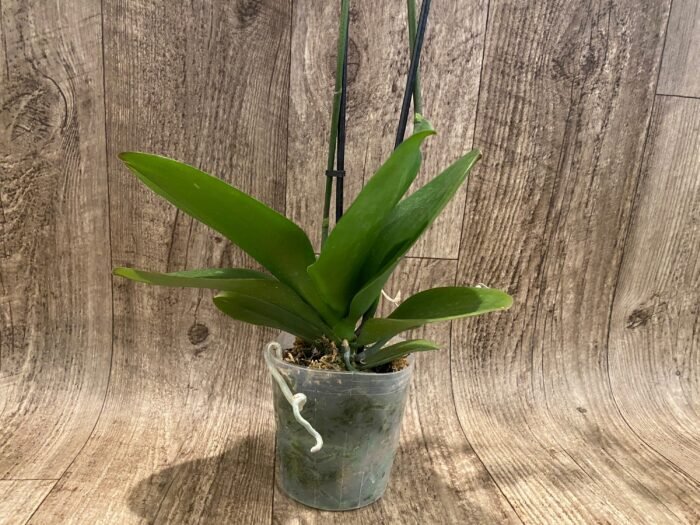 Phalaenopsis Large I-Hsin Fantasist Half Peloric (4.5" pot) - Image 10