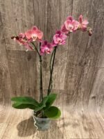 Phalaenopsis Large I-Hsin Fantasist Half Peloric (4.5" pot) - Image 8