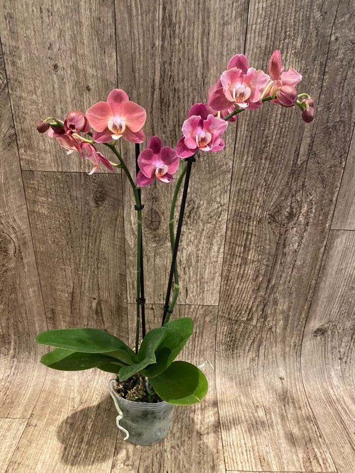Phalaenopsis Large I-Hsin Fantasist Half Peloric (4.5" pot) - Image 8