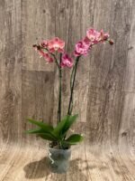 Phalaenopsis Large I-Hsin Fantasist Half Peloric (4.5" pot) - Image 9
