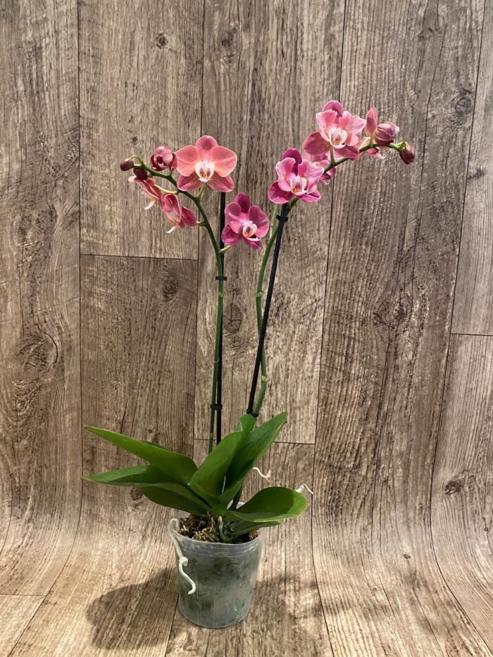 Phalaenopsis Large I-Hsin Fantasist Half Peloric (4.5" pot) - Image 9
