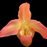 In Bud Phrag. QF Makana (Eric Young x QF Kamakakilo Tyler) (4.5" pot)