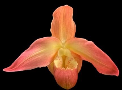 In Bud Phrag. QF Makana (Eric Young x QF Kamakakilo Tyler) (4.5" pot)