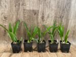 SALE Procavatola Key Lime Stars (Lime Sherbert x B. nodosa) (3.5" pot) - Image 9