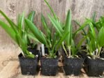 SALE Procavatola Key Lime Stars (Lime Sherbert x B. nodosa) (3.5" pot) - Image 4