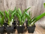 SALE Procavatola Key Lime Stars (Lime Sherbert x B. nodosa) (3.5" pot) - Image 5